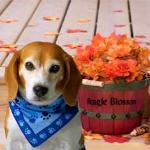 International House of Pancakes